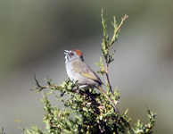 Green tailed Towhee 4100